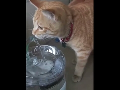 Automatic Circulation Filter PC Cat Water Dispenser